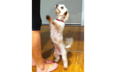 How to Help Your Pets When Returning to Work