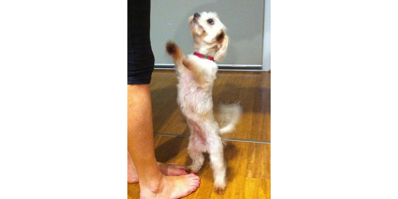Dog begging for food