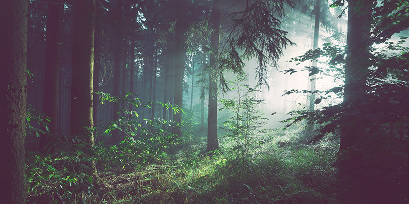 Misty forest