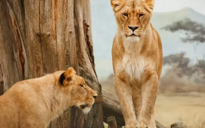 The fate of zoo animals in Ukraine almost sent me over the edge