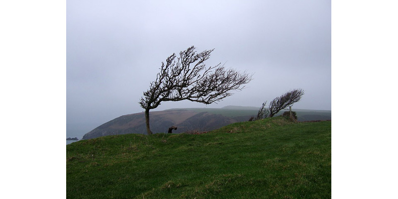 Wind sculpted trees